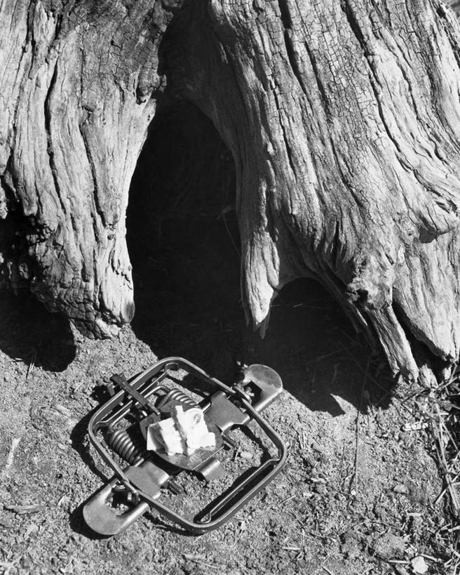 奶酪,无人,竖图,俯视,黑白,室外,特写,白天,木制,食品,饮食,饮料,一个,诱惑,角度,摄影,单个,捕鼠器,死亡,危险,高角度拍摄