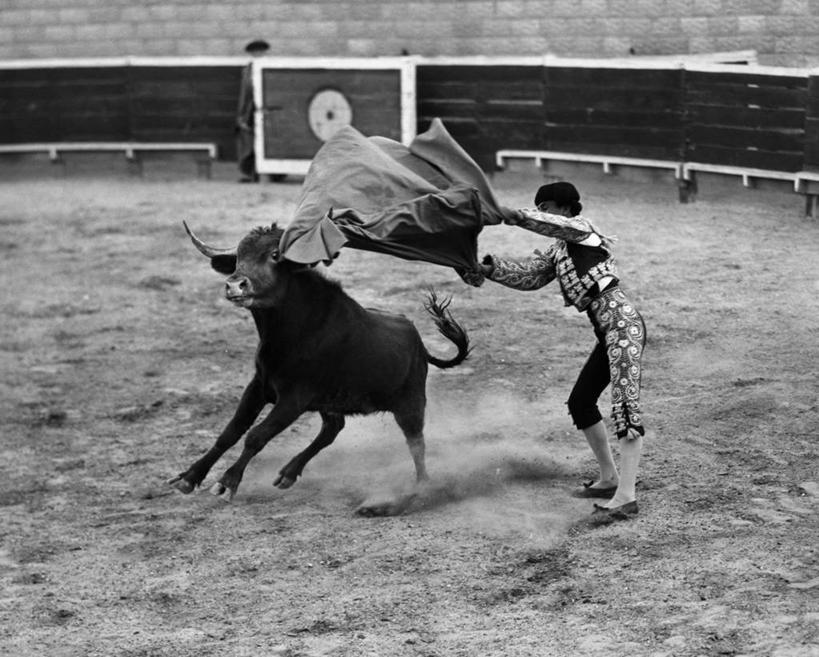 一个人,斗牛士,跑,横图,黑白,室外,白天,运动服,锻炼,快乐,比赛,运动,竞争,斗牛,哺乳动物,牛,野生动物,墨西哥,朦胧,模糊,古典,娱乐,体育场,动物,休闲,摄影,北美,体育运动,拉丁美洲,进攻,斗篷,挑战,勇气,墨西哥文化,体育,危险,健身,西班牙斗牛