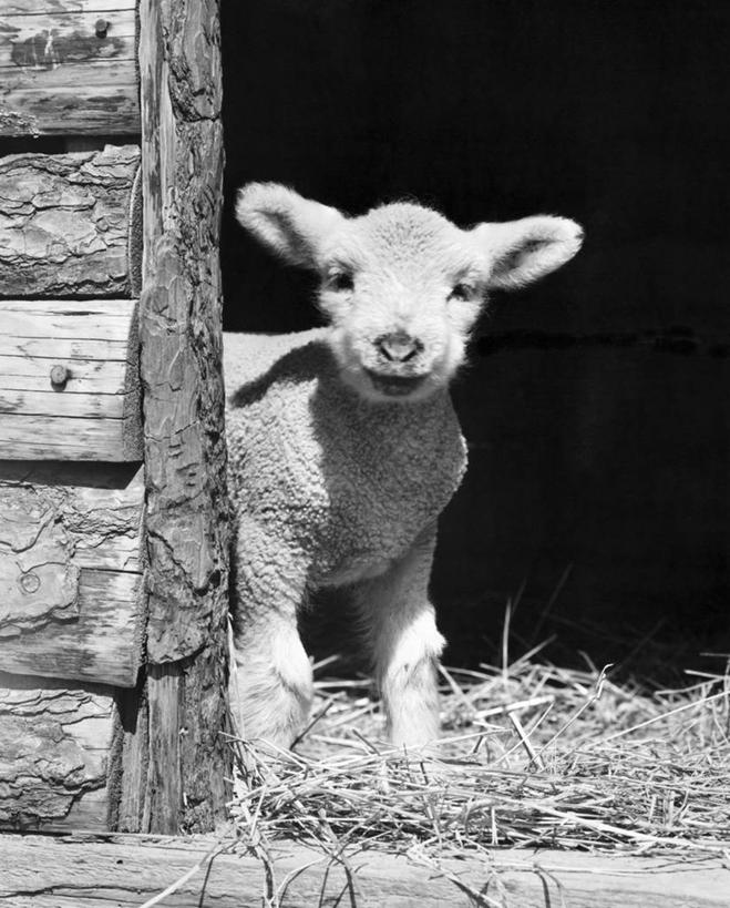 无人,竖图,黑白,室外,白天,哺乳动物,野生动物,动物,摄影,牲畜,食草动物,绵羊