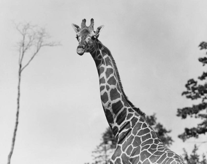 脸,头,脸颊,肩,无人,横图,室外,白天,哺乳动物,长颈鹿,野生动物,斑点,肩膀,天空,动物,摄影,肖像,万里无云,头部,颈,脸部,脸蛋,面部,彩图,动物行为