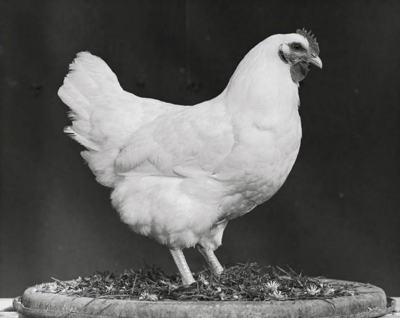 无人,横图,室内,农业,鸡,羽毛,鸟类,稻草,家禽,动物,家畜,摄影,牲畜,主题,公鸡,彩图