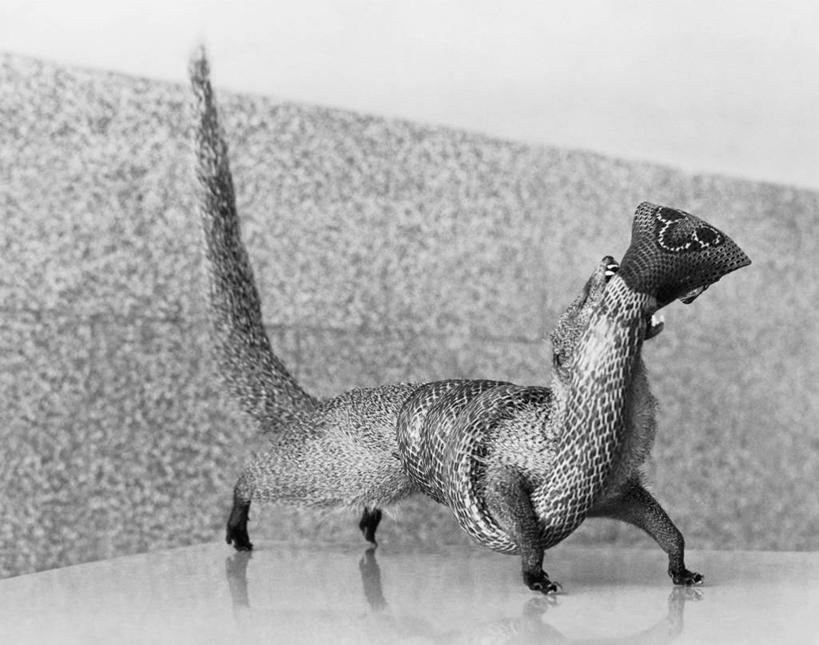 无人,吃,横图,黑白,室内,特写,桌子,哺乳动物,野生动物,冲突,动物,两只,摄影,死亡,打斗,主题,猫鼬,眼镜蛇,结束,动物行为