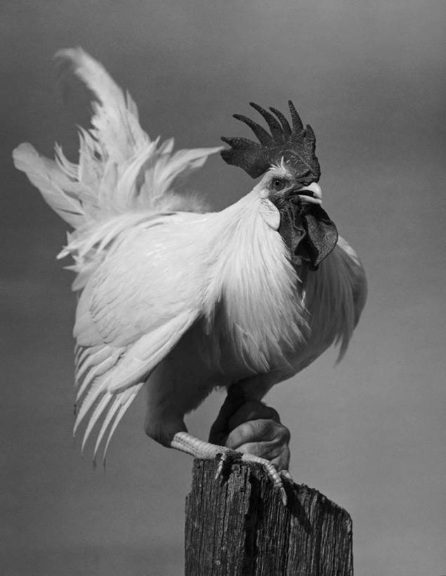 无人,竖图,黑白,室外,白天,鸟类,树桩,摄影,栖息,牲畜,喙,公鸡