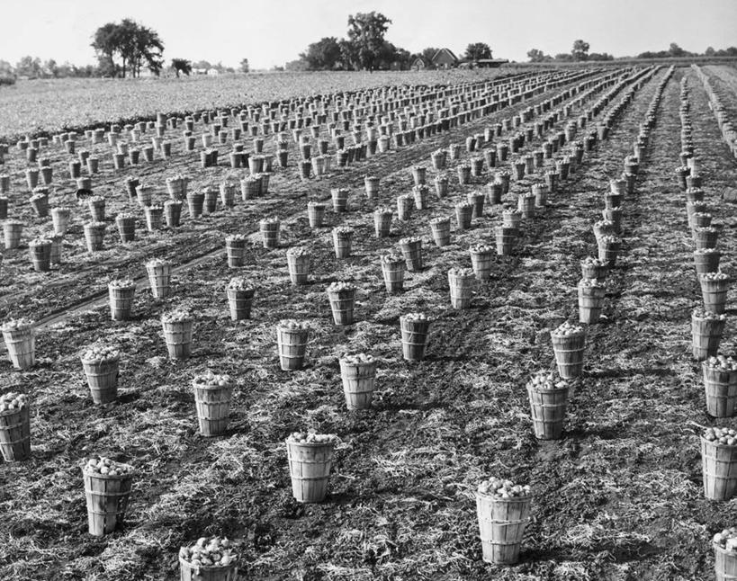 无人,农场,横图,黑白,室外,白天,农业,美景,蔬菜,洋葱,美国,一排,丰富,整齐,地平线,景观,田地,辽阔,地面,饮食,树,排列,天空,自然,广阔,景色,摄影,一望无际,北美,队列,自然风光,延伸,伊利诺斯州,天地相交,无边无际,一马平川