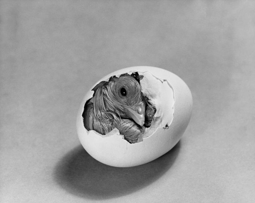 无人,横图,俯视,黑白,室内,特写,农业,鸡,阴影,鸟类,高处,小鸟,破坏,家禽,动物,家畜,角度,摄影,生活方式,孵化,脆弱,显现,主题,生存,挑战,卵,开端,高角度拍摄,弱点,动物行为