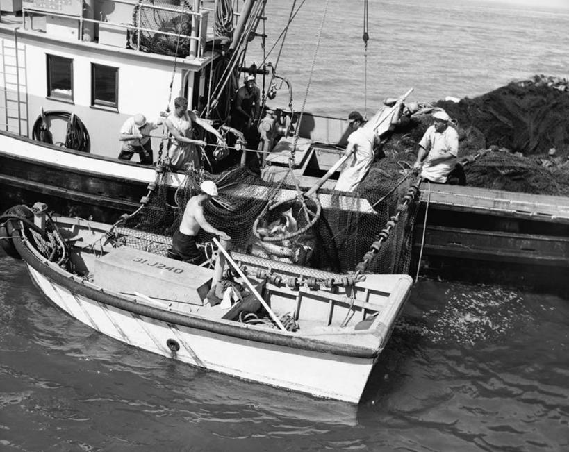 人群,拉,横图,俯视,黑白,室外,白天,渔业,海洋,水,船,美国,一群,许多,朦胧,模糊,很多,背面,绳子,职业,摄影,接,北美,鱼网,华盛顿州,普吉特海湾,高角度拍摄