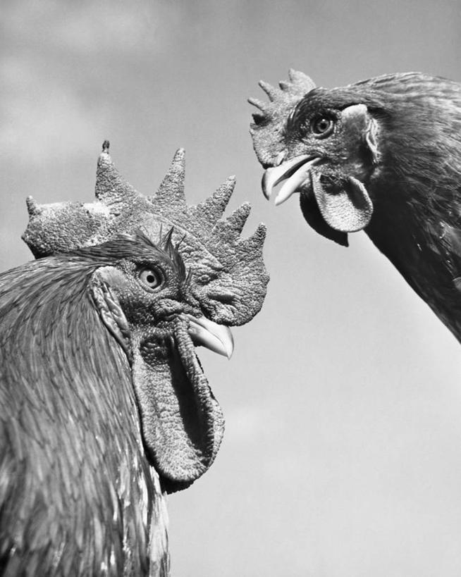 无人,竖图,黑白,室外,特写,白天,仰视,鸟类,天空,动物,两只,摄影,牲畜,喙,公鸡,低角度拍摄