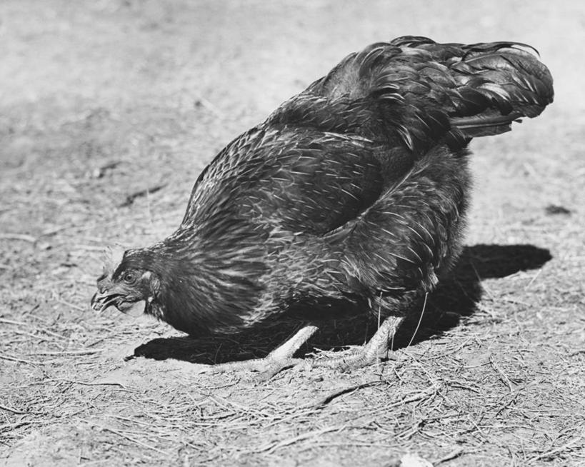 无人,农场,吃,横图,黑白,室外,白天,农业,鸡,羽毛,弯腰,捕食,陆地,俯身,注视,家禽,草,动物,观察,看,家畜,摄影,牲畜,观看,啄,察看,关注,生存,搜寻,责任