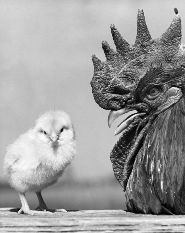 无人,竖图,黑白,室外,白天,鸟类,小鸟,动物,两只,摄影,牲畜,喙,公鸡,小鸡