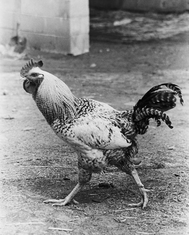 无人,竖图,黑白,室外,白天,骄傲,信心,农业,鸡,鸟类,陆地,家禽,动物,家畜,摄影,牲畜,主题,公鸡,步行