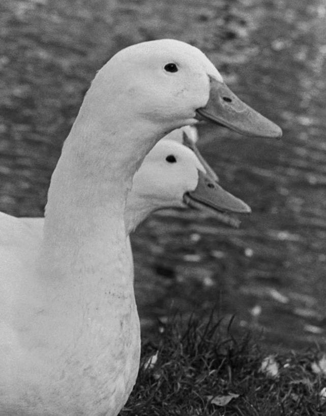 游泳,无人,竖图,黑白,室外,特写,白天,水,野生动物,鸟类,动物,两只,摄影,水禽,主题,喙,颈,对焦