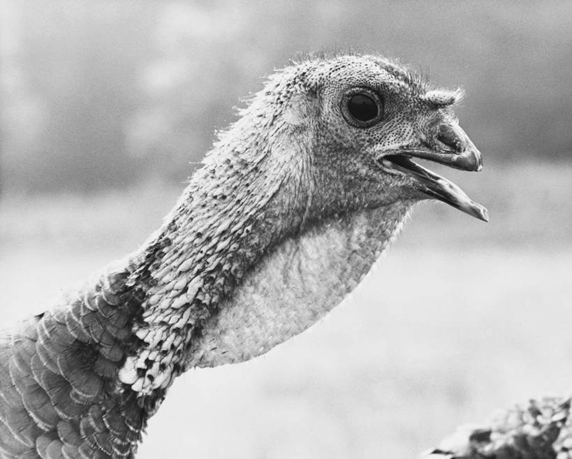 无人,横图,黑白,室外,特写,白天,农业,羽毛,鸟类,动物,家畜,摄影,主题,喙,青铜,颈,对焦