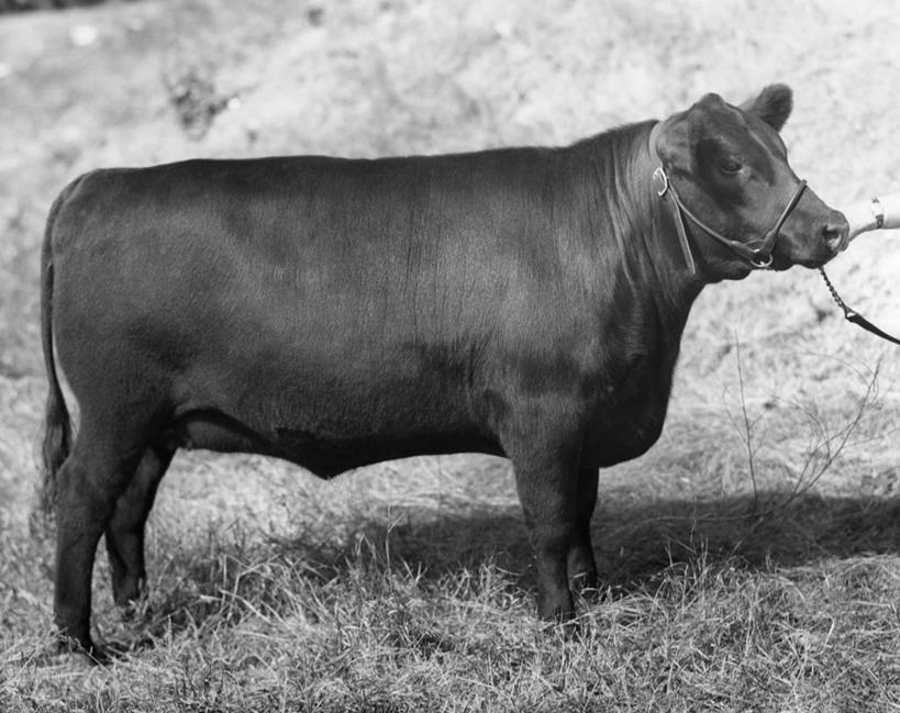 无人,横图,黑白,室外,白天,农业,哺乳动物,牛,野生动物,阴影,田地,草,动物,绳子,家畜,摄影,牲畜,食草动物,母牛,肉牛,肉用牛,安格斯牛,亚伯丁安格斯牛,家牛
