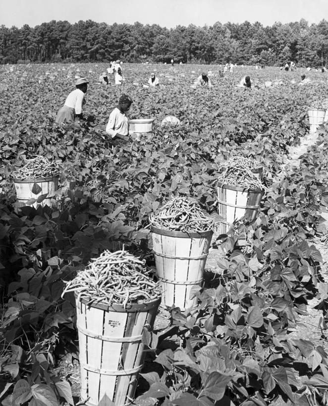 成年人,人群,农民,农场,竖图,黑白,室外,白天,农业,农作物,采摘,植物,豆,叶子,朦胧,模糊,篮子,田地,饮食,树,天空,自然,职业,摄影,生长,收获,男人