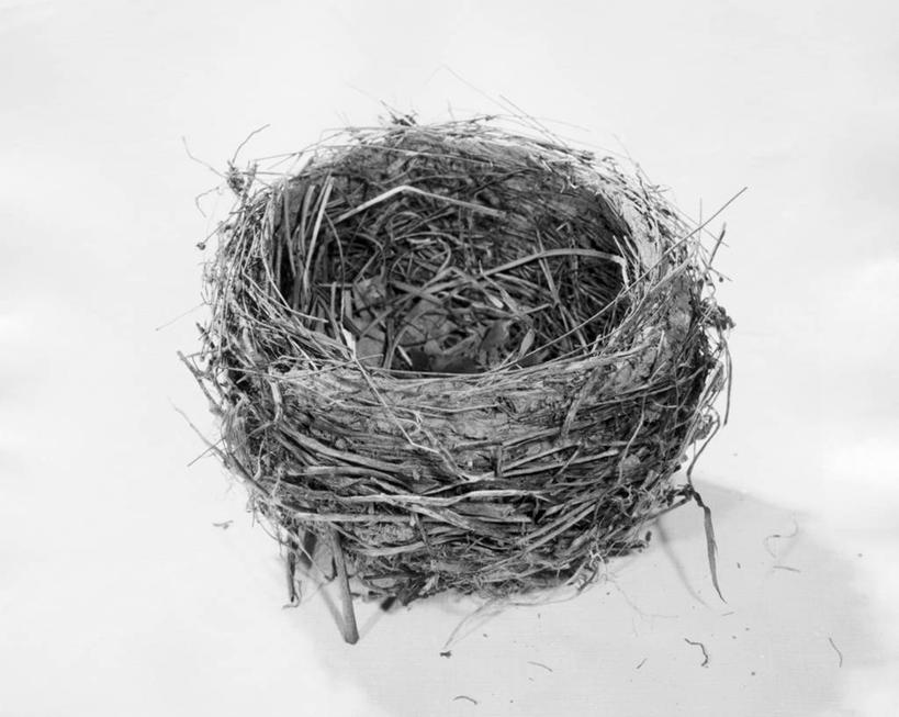 无人,横图,俯视,黑白,室内,鸟巢,稻草,摄影,高角度拍摄