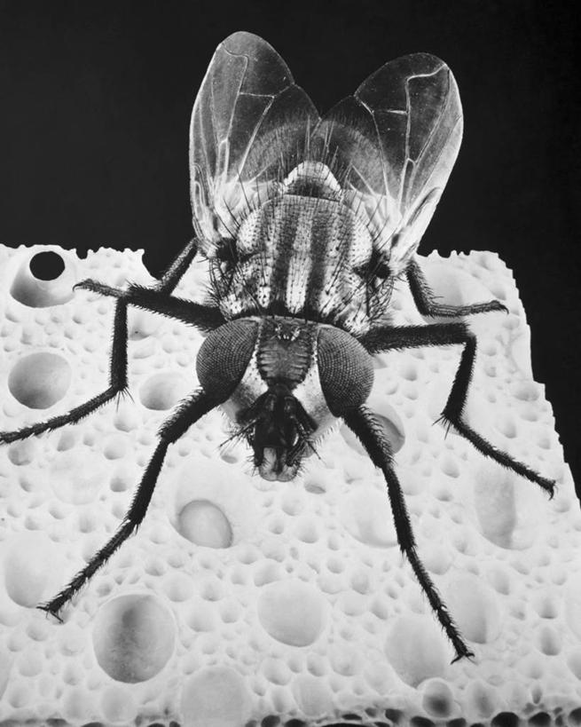 面包,奶酪,无人,竖图,黑白,室内,特写,昆虫,海绵,食品,饮食,摄影,肮脏,邋遢,害虫,龌龊,污秽,家蝇,病媒