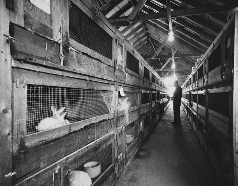 一个人,人群,农民,横图,黑白,室内,白天,消失点,商务,哺乳动物,野生动物,朦胧,模糊,笼子,仓库,动物,摄影,年龄,剪影,家兔