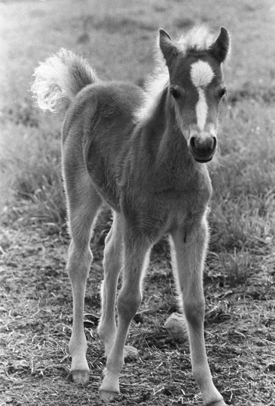 无人,竖图,黑白,室外,白天,纯洁,哺乳动物,马,野生动物,田地,草,动物,家畜,可爱,童年,童趣,摄影,生活方式,主题,童真,烂漫,无邪,驹,开端,天真