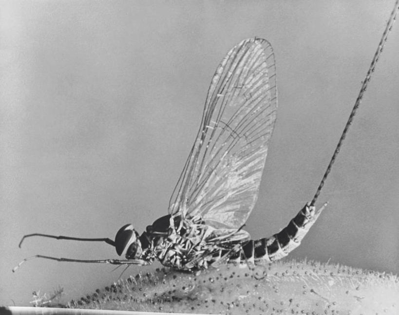 无人,横图,室外,特写,白天,野生动物,昆虫,飞,无脊椎动物,动物,摄影,脆弱,雄蕊,主题,益虫,蜉蝣,彩图