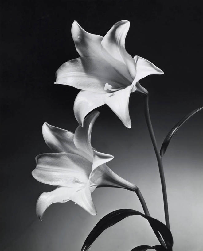 无人,竖图,室内,快乐,植物,百合花,静物,叶子,茎,一对,花,花瓣,黑色,自然,摄影,生活方式,优美,彩图