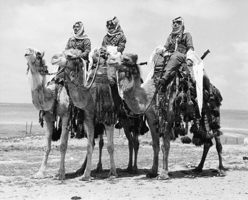 成年人,三个人,人群,坐,横图,黑白,室外,白天,沙漠,哺乳动物,野生动物,约旦,亚洲,三只,古典,骆驼,天空,动物,摄影,保护,权威,中东,地中海文化,警官,警服,男人,中东人,半身