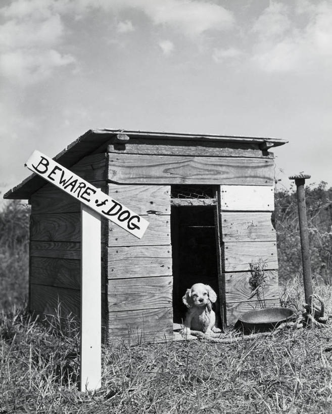 无人,竖图,室外,白天,快乐,纯洁,哺乳动物,狗,野生动物,小的,标志,小狗,动物,家畜,可爱,童年,童趣,摄影,保护,幽默,主题,警犬,童真,烂漫,无邪,狗屋,天真,彩图