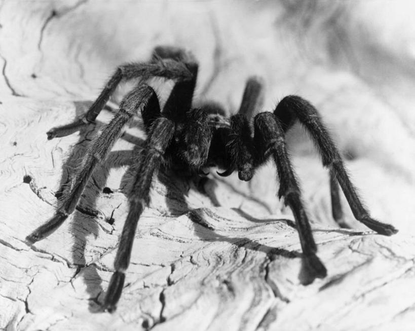 无人,横图,俯视,黑白,室外,特写,白天,野生动物,昆虫,蜘蛛,动物,角度,摄影,高角度拍摄,恐惧症