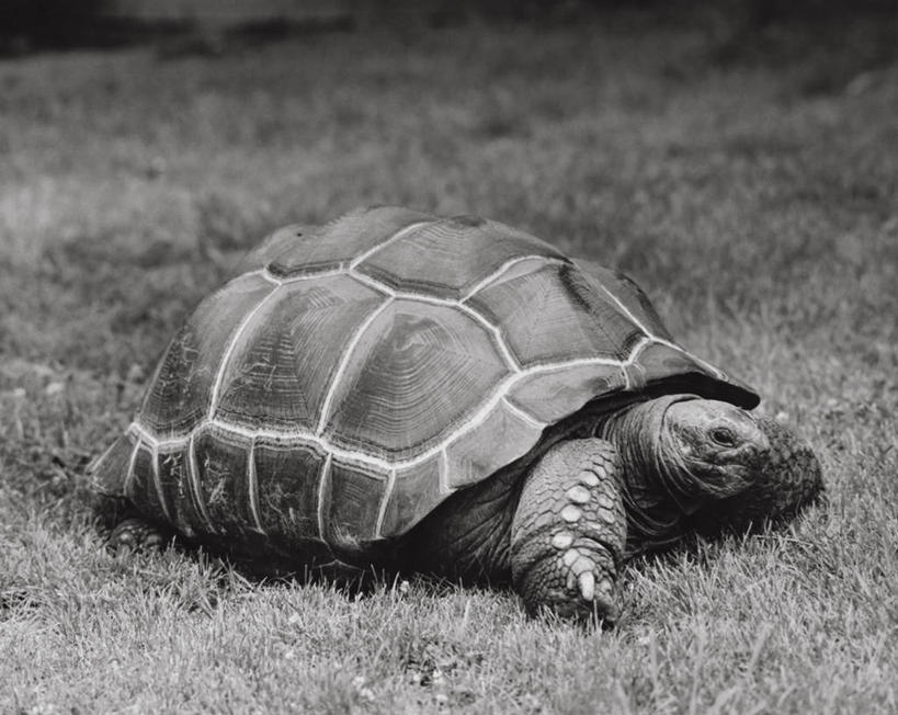 无人,横图,室外,白天,龟,野生动物,贝壳,爬行动物,田地,草,动物,健康,摄影,巨大,庞大,坚定,长寿,乌龟,宏大,硕大,伟大,彩图,对焦