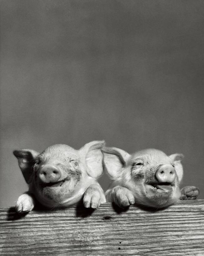 无人,双胞胎,微笑,竖图,室内,快乐,幸福,纯洁,农业,哺乳动物,野生动物,猪,木制,一对,小猪,动物,两只,家畜,可爱,童年,童趣,摄影,肮脏,栖息,牲畜,幽默,主题,童真,烂漫,无邪,邋遢,恶作剧,龌龊,污秽,天真,彩图,动物行为