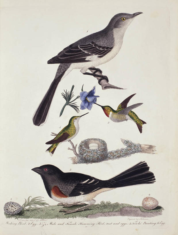 无人,竖图,插画,数码,科技,蜂鸟,野生动物,四只,阴影,网络,鸟类,鸟巢,高光,几何,计算机图形,合成,图画,画,电脑合成图,数码合成图,合成图,漫画,写实,具体,具象,卵,嘲鸫,彩图