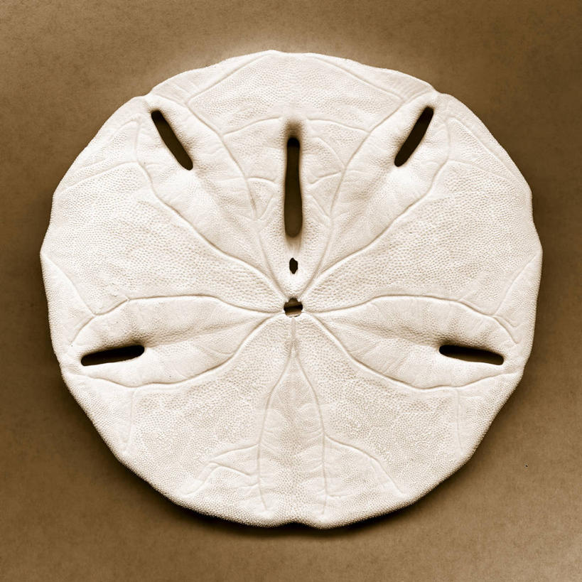 无人,方图,俯视,插画,特写,数码,科技,美景,静物,阴影,米色背景,网络,圆形,景观,高光,几何,计算机图形,合成,图画,画,一个,自然,景色,单个,电脑合成图,数码合成图,合成图,自然风光,棘皮动物,漫画,写实,具体,具象,沙钱,完美,彩图,高角度拍摄,影棚拍摄