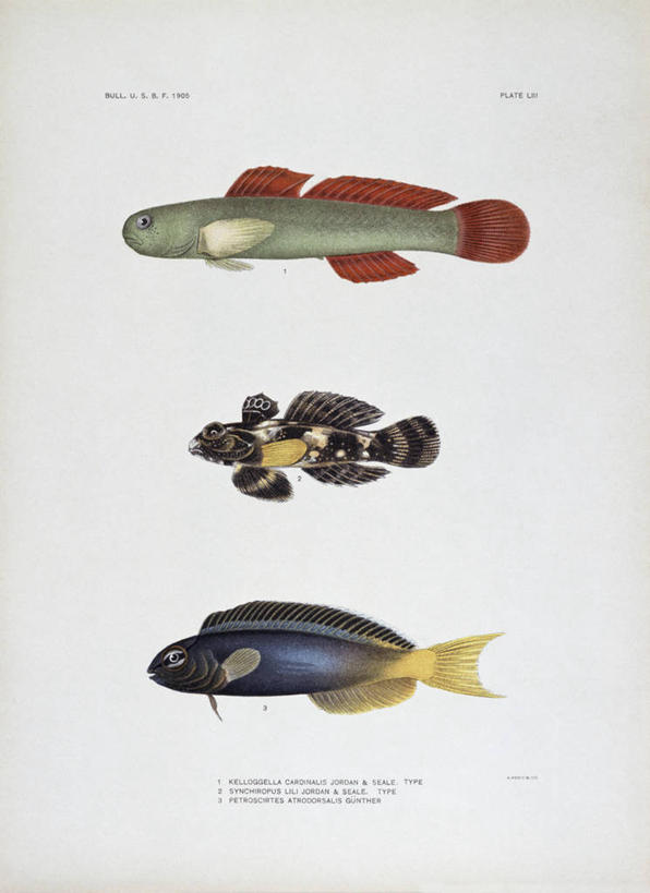 无人,竖图,插画,白色背景,侧面,绘画,数码,科技,野生动物,三只,阴影,艺术,印刷,网络,高光,几何,计算机图形,古典,合成,图画,文化,鱼类,画,自然,工艺品,品味,多样,美术,电脑合成图,数码合成图,高雅,合成图,漫画,写实,具体,具象,美学,彩图,平版印刷