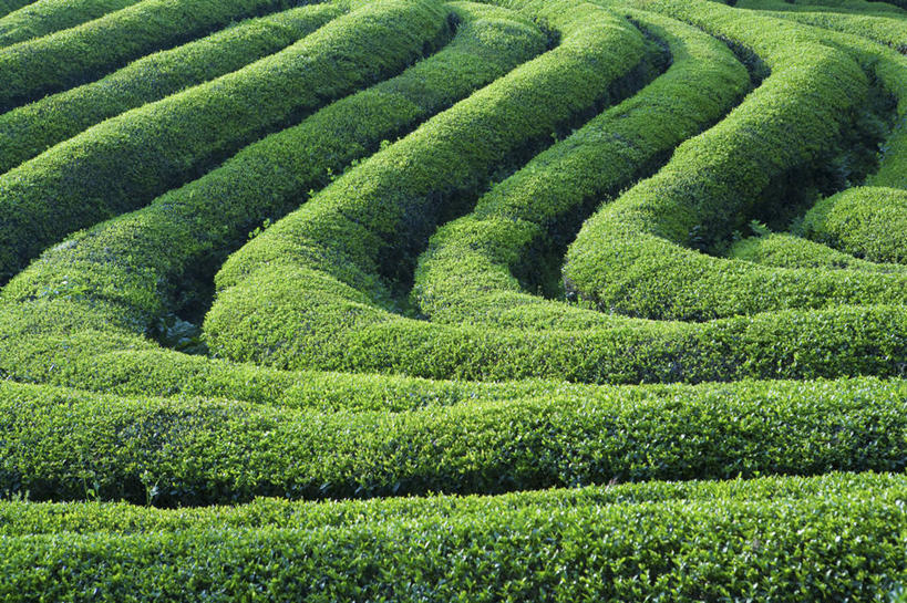 无人,竖图,俯视,室内,白天,旅游,度假,草地,草坪,美景,植物,一排,阴影,曲折,弯曲,整齐,并列,并排,光线,影子,景观,娱乐,茶园,草,排列,绿色,阳光,自然,享受,休闲,景色,放松,蜿蜒,队列,自然风光,茶场,平行,彩图,高角度拍摄