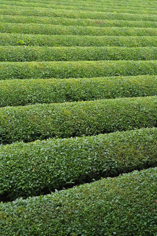 无人,竖图,俯视,室外,特写,白天,草地,草坪,美景,植物,一排,阴影,整齐,并列,并排,光线,影子,景观,茶园,草,排列,绿色,阳光,自然,景色,队列,自然风光,茶场,平行,彩图,高角度拍摄