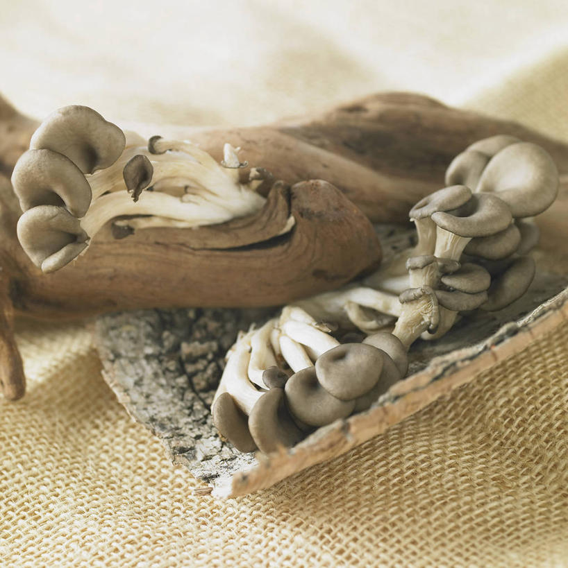 无人,竖图,俯视,室内,特写,白天,蔬菜,一堆,许多,阴影,堆叠,堆积,新鲜,反射,影子,菌菇,香菇,食品,树皮,很多,菌类,食物,食用菌,有机食品,绿色食品,堆,真菌,椎茸,彩图,高角度拍摄,平庄菇,香菌,香蕈