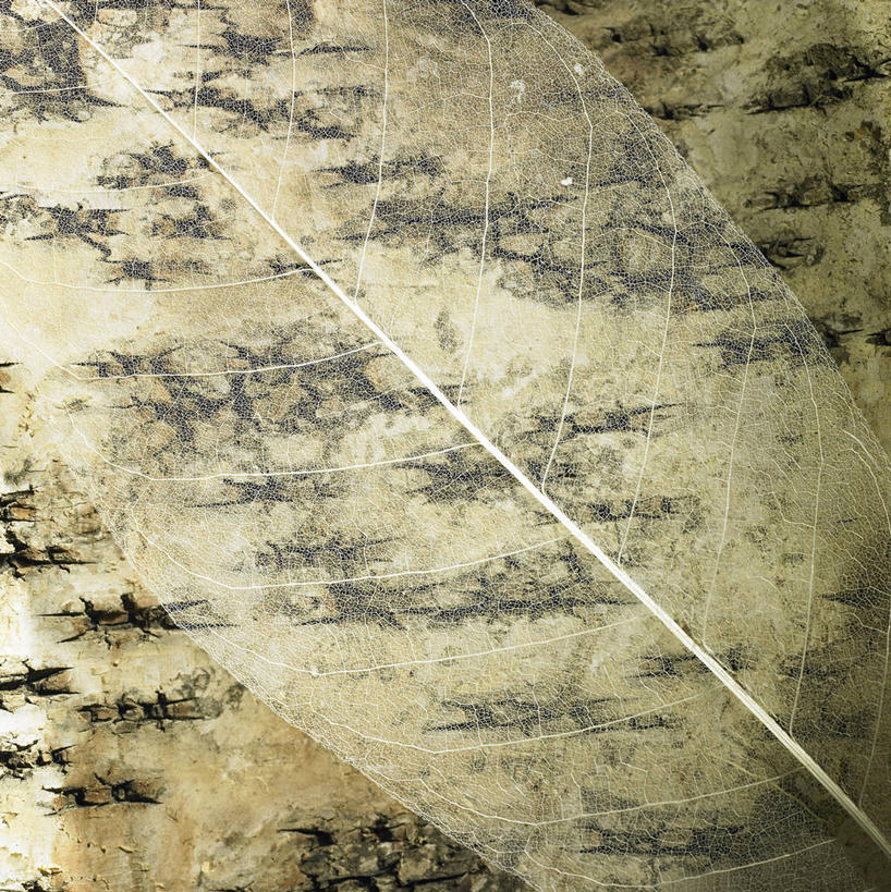 无人,竖图,室内,特写,白天,正面,微距,叶子,阴影,反射,纹路,纹理,影子,枯叶,落叶,肌理,叶,叶片,彩图,微距摄影