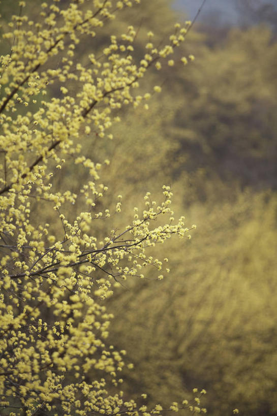 无人,竖图,室外,特写,白天,正面,美景,阴影,朦胧,模糊,盛开,光线,影子,景观,花蕾,花,花瓣,花朵,鲜花,黄色,阳光,自然,花苞,花蕊,景色,自然风光,山茱萸,山萸肉,山芋肉,蜀酸枣,天木籽,药枣,萸肉,枣皮,彩图