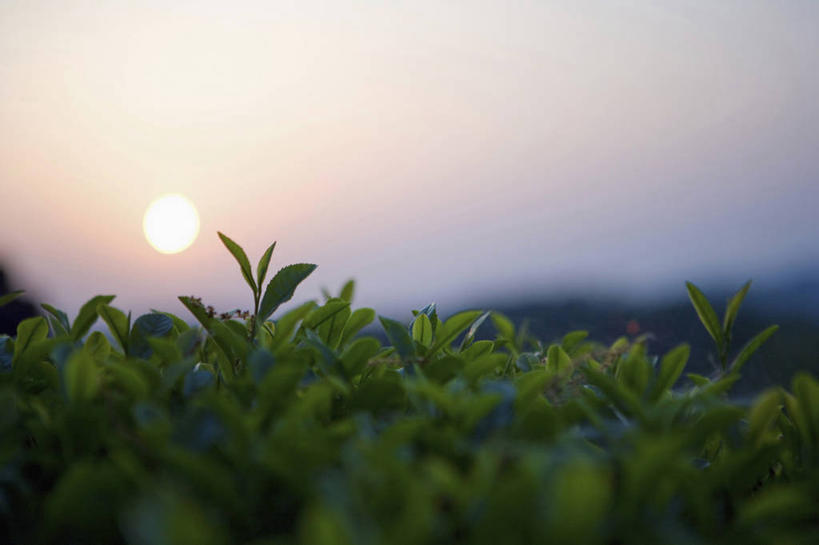 无人,横图,室外,特写,白天,正面,幸福,美景,日落,茶,朦胧,模糊,景观,晚霞,霞光,落日,茶叶,娱乐,茶园,自然,黄昏,享受,休闲,温馨,景色,彩霞,放松,乐趣,提神,舒适,自然风光,醒脑,茶场,夕照,薄暮,夕阳,彩图,傍晚,斜阳