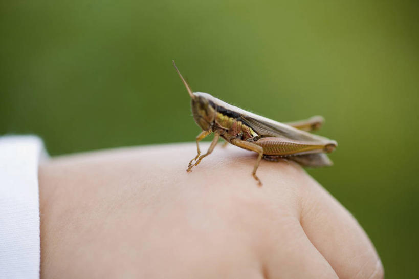 东方人,儿童,手,一个人,横图,室外,特写,白天,正面,纯洁,亚洲,仅一个女性,仅一个人,阴影,服装,朦胧,模糊,光线,昆虫,影子,休闲装,黄种人,一只,小孩,衣服,阳光,动物,仅一个小孩,休闲,手部,休闲服,可爱,童年,童趣,服饰,单手,蝗虫,童真,烂漫,无邪,蚂蚱,害虫,天真,女孩,女人,女性,亚洲人,孩子,半身,彩图,女生