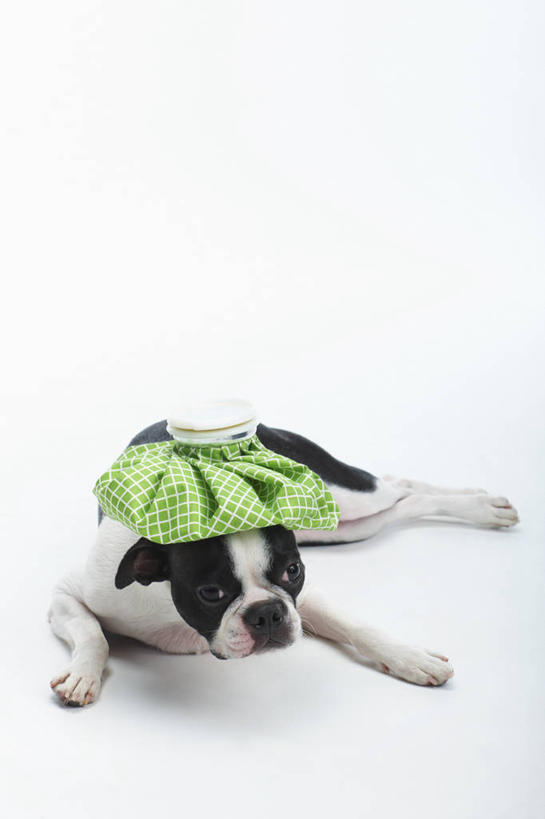 无人,竖图,俯视,室内,白天,白色背景,宠物,狗,阴影,反射,影子,梗犬,注视,波士顿犬,冷冻,一个,一只,绿色,动物,观察,看,趴着,可爱,摄影,影棚,单个,观看,察看,卫生,冰袋,关注,介质,波士顿狗,忠诚,方便,波士顿更,波士顿梗,波士顿梗犬,新颖,犬,趴,彩图,高角度拍摄,全身,影棚拍摄,拍摄