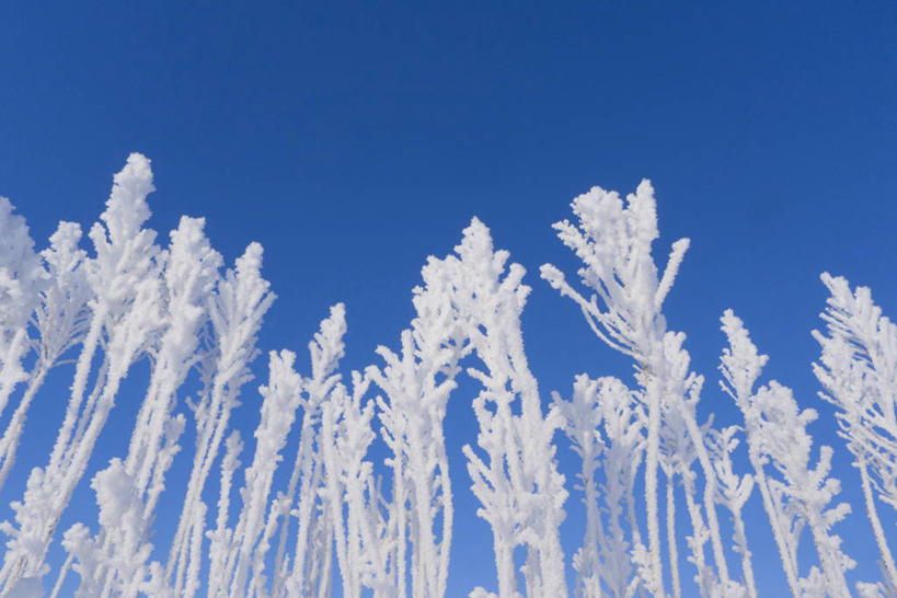 无人,横图,室外,特写,白天,仰视,美景,阴影,光线,影子,冰,景观,冬季,冬天,蓝色,蓝天,天空,阳光,自然,天,景色,寒冷,晴朗,冰冷,自然风光,雾凇,万里无云,严寒,冰凉,酷寒,凛冽,凛凛,极冷,树挂,晴空,晴空万里,彩图,低角度拍摄