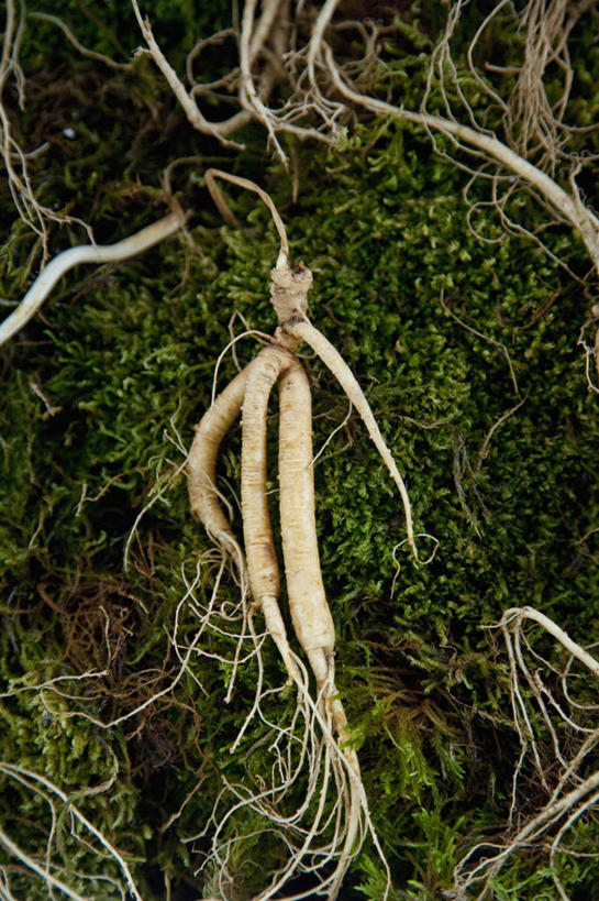 无人,竖图,俯视,室外,特写,白天,草地,草坪,美景,植物,人参,阴影,光线,影子,景观,草药,药草,中药,草,一个,绿色,阳光,自然,景色,单个,自然风光,药材,中草药,中药材,本草,百尺杵,海腴,皱面还丹,人衔,参,彩图,高角度拍摄