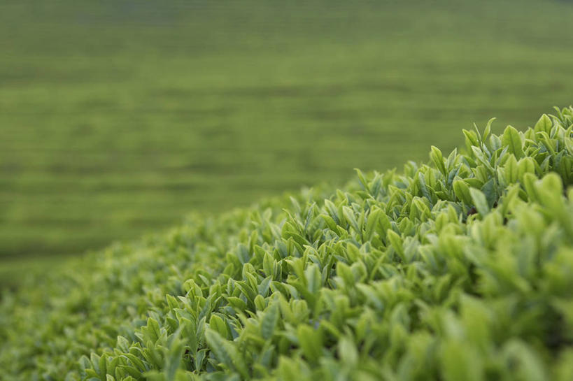 无人,横图,室外,特写,白天,正面,幸福,草地,草坪,美景,植物,茶,阴影,朦胧,模糊,光线,影子,景观,茶叶,娱乐,茶园,草,绿色,阳光,自然,享受,休闲,温馨,景色,放松,乐趣,提神,舒适,自然风光,醒脑,茶场,彩图