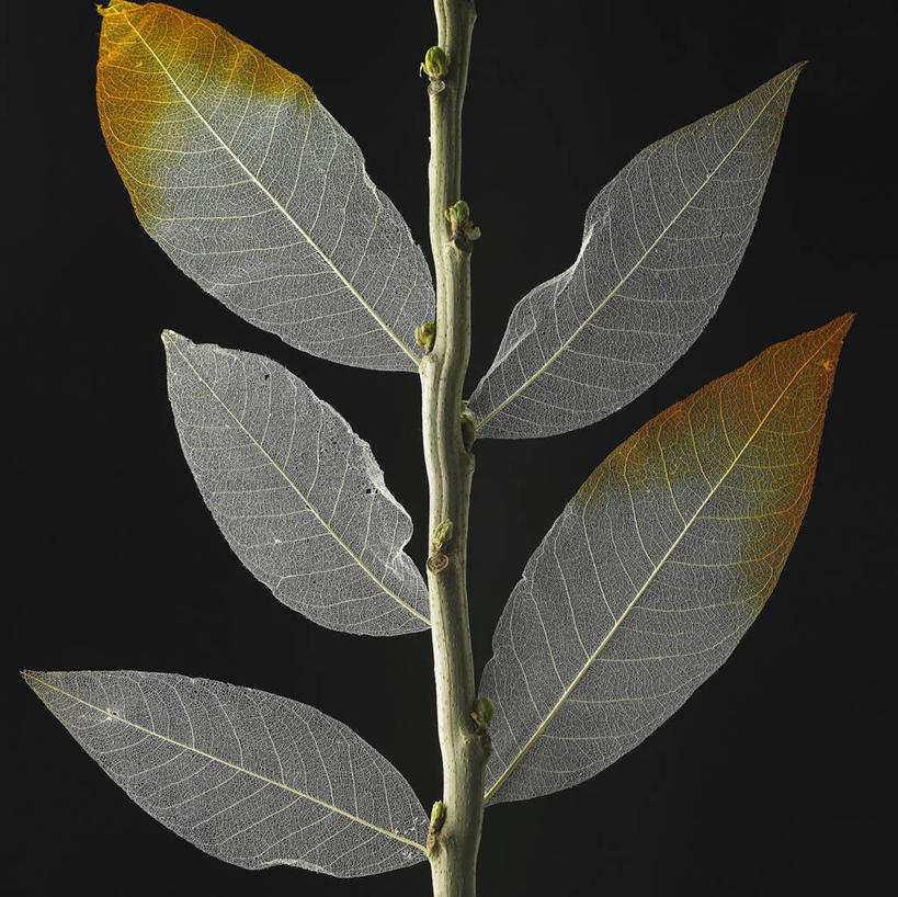 无人,横图,室内,特写,白天,正面,叶子,阴影,黑色背景,反射,影子,枯叶,落叶,枝条,五片,树枝,摄影,影棚,虬枝,枝杈,叶,叶片,彩图,影棚拍摄,拍摄