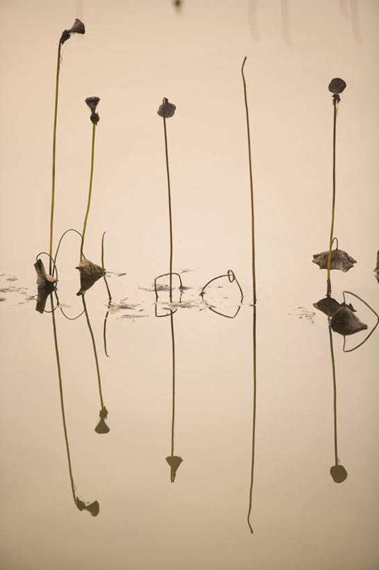 无人,竖图,俯视,室外,特写,白天,湖,湖泊,美景,日落,水,睡莲,五个,许多,湖面,景观,水流,水面,晚霞,霞光,落日,莲子,倒影,自然,黄昏,湖水,景色,彩霞,倒映,自然风光,纯真,妖艳,莲米,莲肉,莲实,水芹花,抒情,洁净,夕照,反照,薄暮,水洋花,小莲花,子午莲,夕阳,彩图,高角度拍摄,傍晚,斜阳