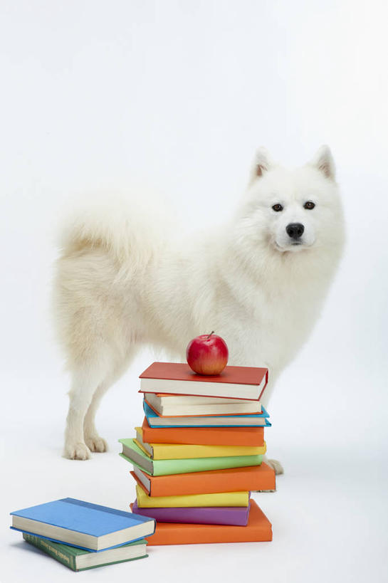 无人,站,竖图,室内,白天,白色背景,侧面,宠物,狗,苹果,书籍,水果,一堆,许多,阴影,堆叠,堆积,新鲜,反射,影子,生食,食品,果实,很多,扭头,注视,食物,一个,一只,红色,白色,动物,书本,红苹果,观察,看,站着,转头,可爱,摄影,有机食品,绿色食品,影棚,单个,观看,堆,察看,关注,萨摩耶,忠诚,萨摩,萨摩耶德犬,萨摩耶犬,书,图书,犬,站立,彩图,全身,影棚拍摄,拍摄