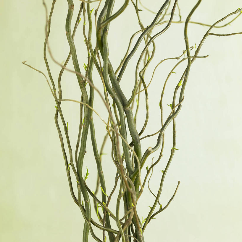 无人,竖图,室内,特写,白天,正面,绿色背景,阴影,反射,影子,枝条,树枝,摄影,影棚,虬枝,枝杈,彩图,影棚拍摄,拍摄