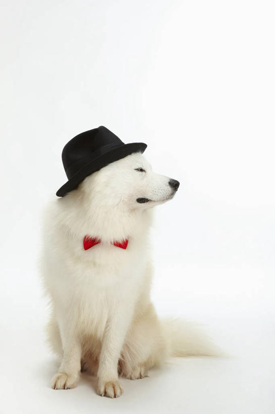 无人,坐,竖图,室内,白天,白色背景,正面,宠物,狗,帽子,阴影,反射,领结,影子,扭头,注视,礼帽,一只,红色,白色,黑色,动物,观察,看,转头,可爱,摄影,影棚,观看,察看,象征,庄重,关注,身份,萨摩耶,忠诚,正式,地位,一顶,萨摩,萨摩耶德犬,萨摩耶犬,犬,坐着,彩图,全身,影棚拍摄,拍摄