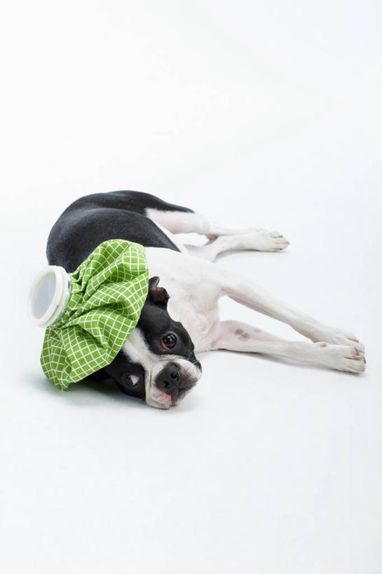 无人,躺,竖图,室内,白天,白色背景,正面,宠物,狗,阴影,反射,影子,梗犬,注视,波士顿犬,冷冻,一个,一只,绿色,动物,观察,看,可爱,摄影,影棚,单个,观看,察看,卫生,冰袋,关注,介质,波士顿狗,忠诚,方便,波士顿更,波士顿梗,波士顿梗犬,新颖,卧着,犬,躺着,卧,彩图,全身,影棚拍摄,拍摄