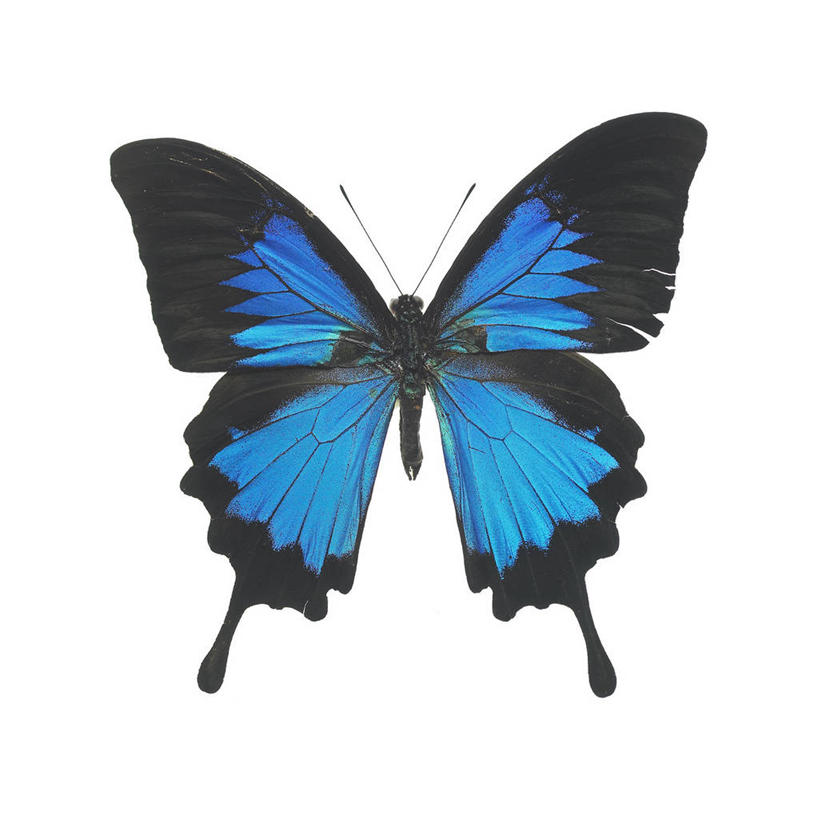 无人,竖图,室内,特写,白天,白色背景,正面,蝴蝶,阴影,反射,昆虫,影子,停留,一只,蓝色,动物,摄影,影棚,停止,益虫,逗留,停顿,彩图,全身,影棚拍摄,拍摄